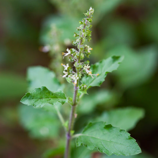 Tulsi leaf and flower 
