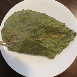 Alchornea Dry leaf on plate 