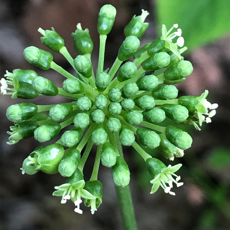 Close up of American Ginseng flower cluster 