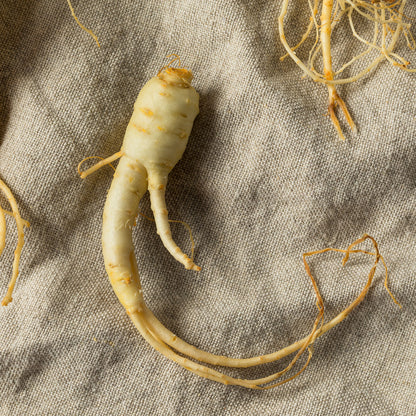 American Ginseng Root on burlap 