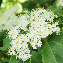 White cluster of Arrowwood flowers and green leaves