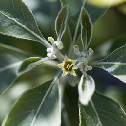 Close up of Ashwagandha fuzzy leaves and tiny yellow flower 