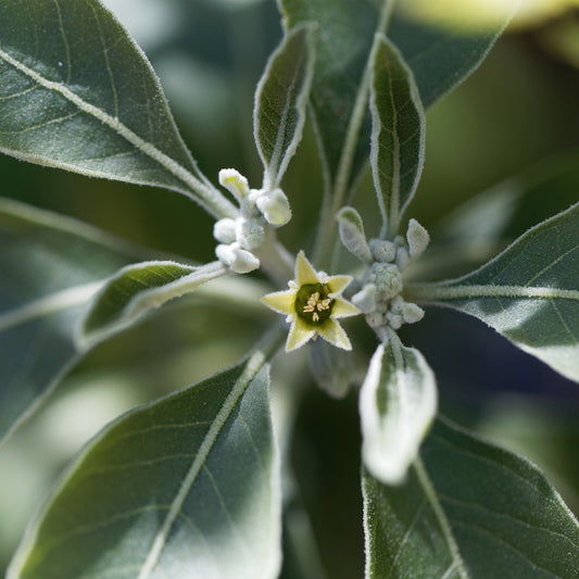 Close up of Ashwagandha fuzzy leaves and tiny yellow flower 
