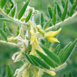 Astragalus green small oval leaves with yellow flowers 