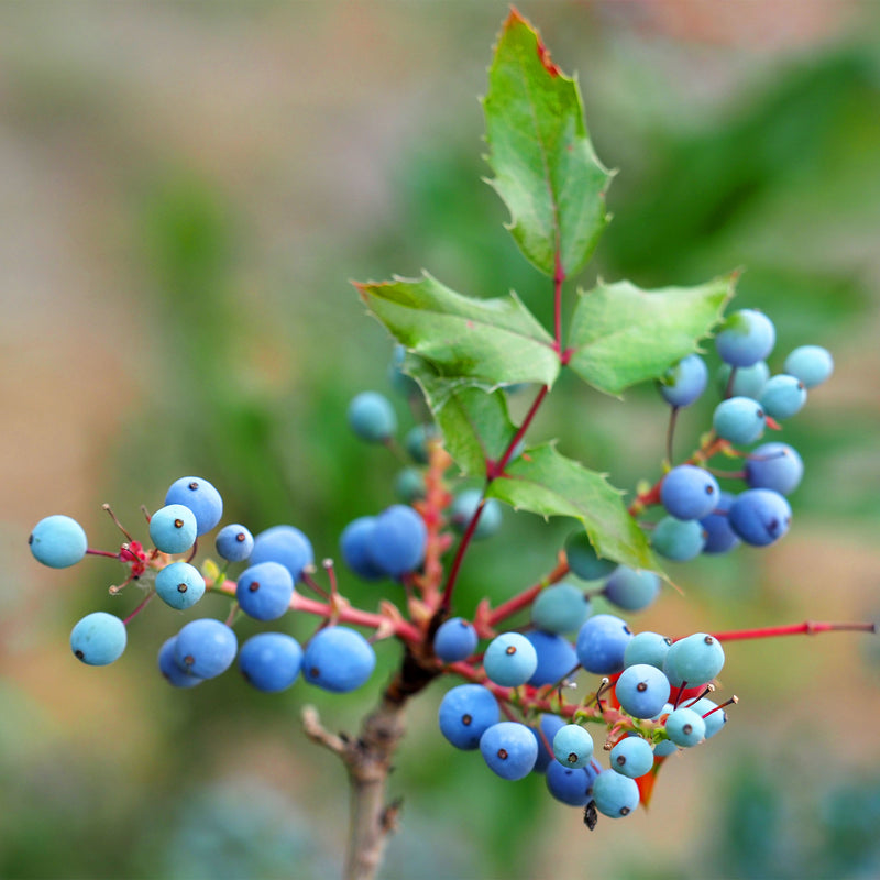 Oregon Grape Root berries, twig and leaf 