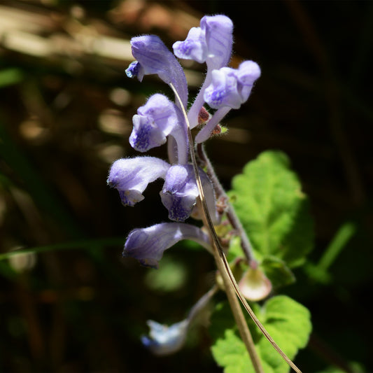 Purple Baikal Flowers against dark background