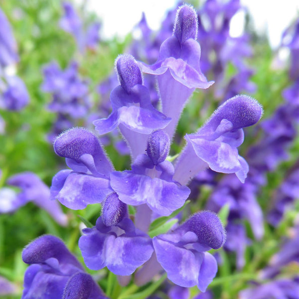 Purple Baikal flowers 