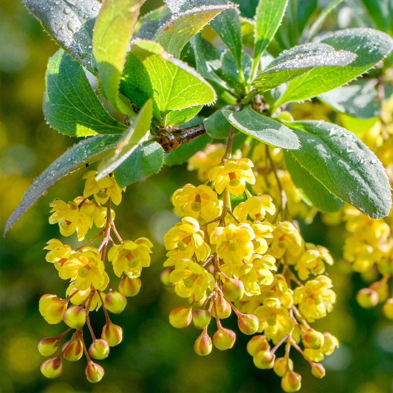 Yellow Barberry flowers with green oval leaves 