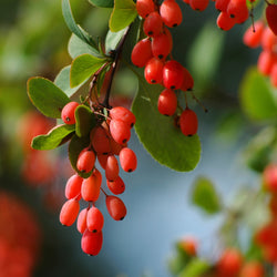 Red barberries and green rounded leaves hanging 
