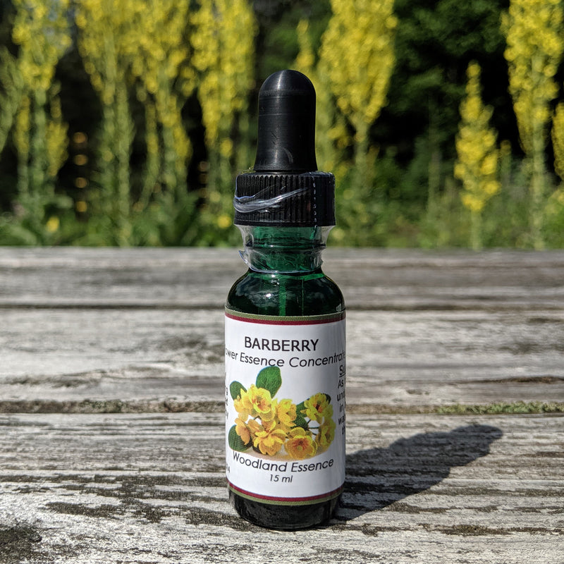 Bottle of Barberry Flower Essence on picnic table 