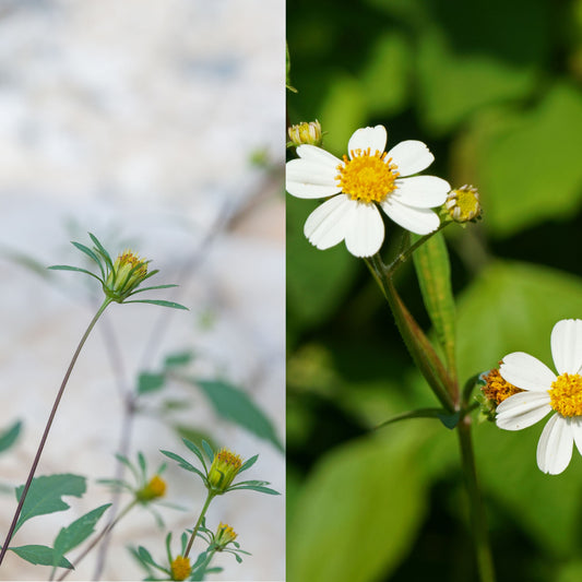 Split view of Bidens frondosa (wirey flower) and Bidens Pilosa (White flower with yellow middle) 