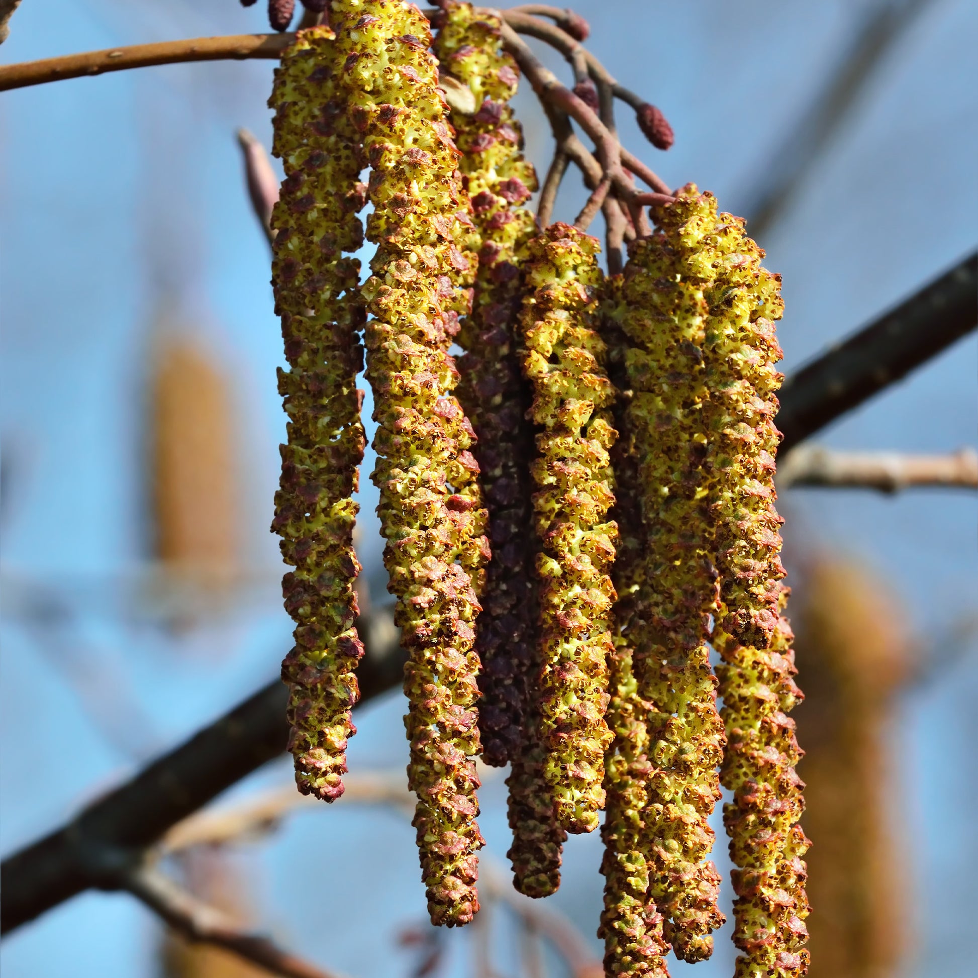 Long green Black Birch flower/seed 