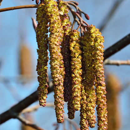 Long green Black Birch flower/seed 