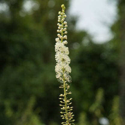 Close up of White Black Cohosh flowers 