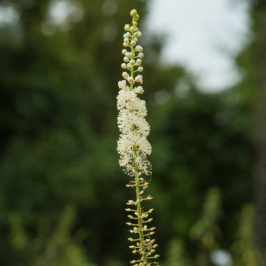 Close up of White Black Cohosh flowers 