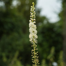 Close up of White Black Cohosh flowers 