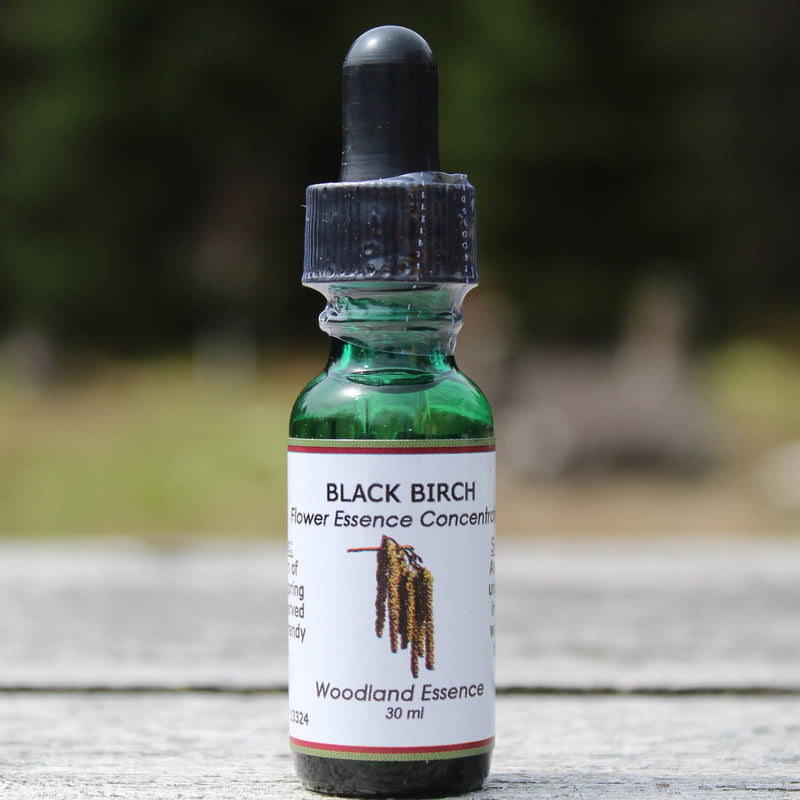 Bottle of Black Birch Flower Essence on picnic table 