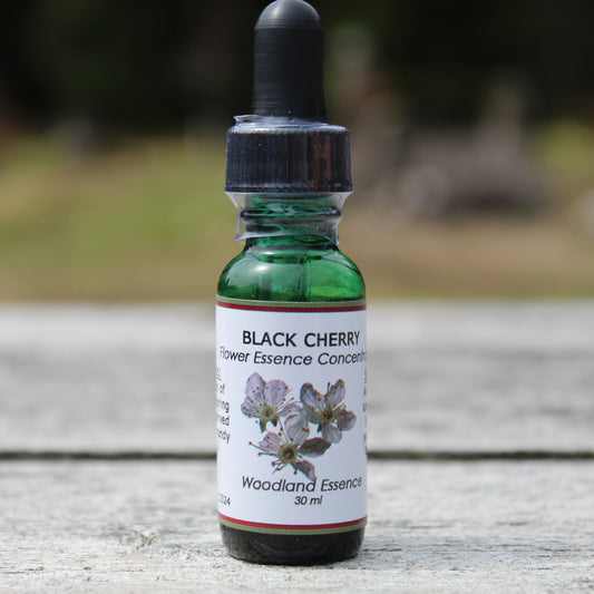 Black Cherry Flower Essence bottle on picnic table 