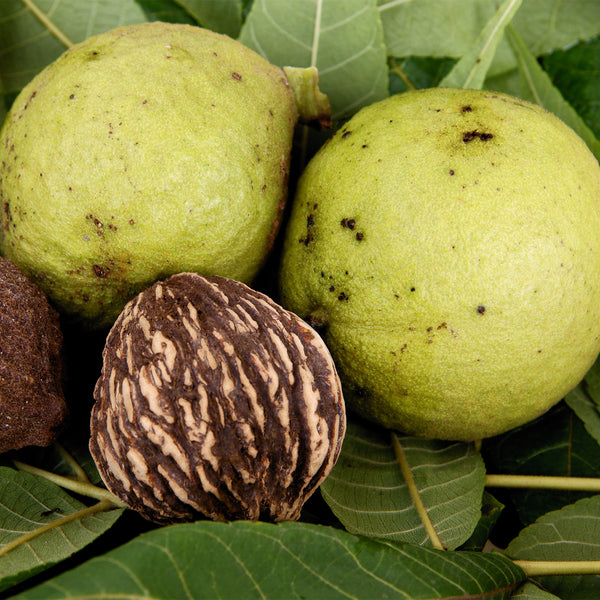 Green Black walnuts with skinless walnut hull 