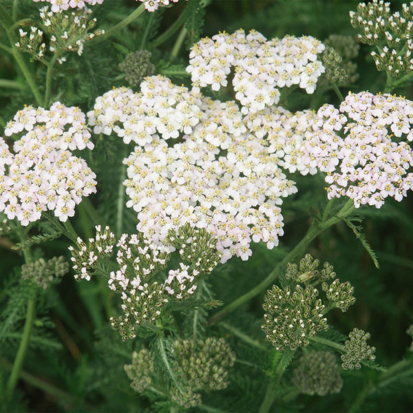 White Yarrow flower clusters with green foliage 
