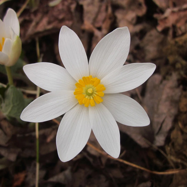 closeup of  8 petaled white Bloodroot flower wit yellow middle 