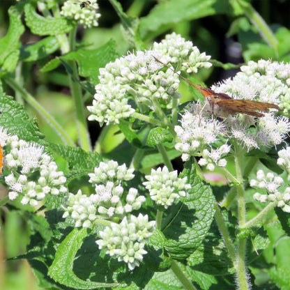 White Boneset flower cluster and green leaves with butterfly 