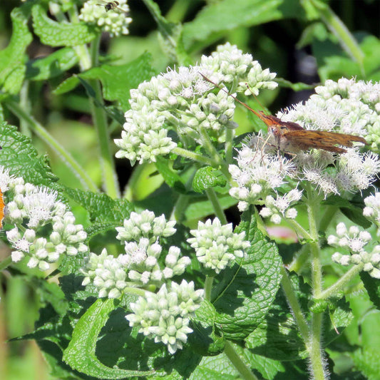 White Boneset flower cluster and green leaves with butterfly 