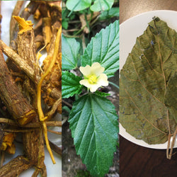 Collage of Cryptolepis roots, Sida flowers and dry Alchornea leaf