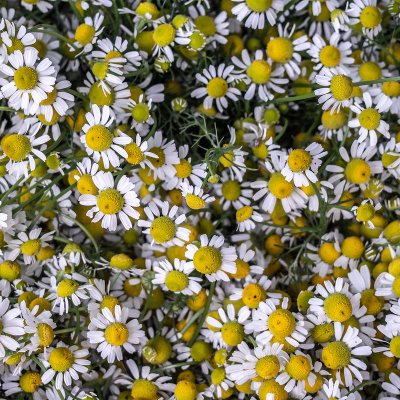 Pile of white Chamomile flowers with yellow middles 