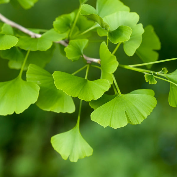 Green Gingko leaves against green background 
