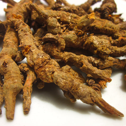 Brown Coptis roots against white background 