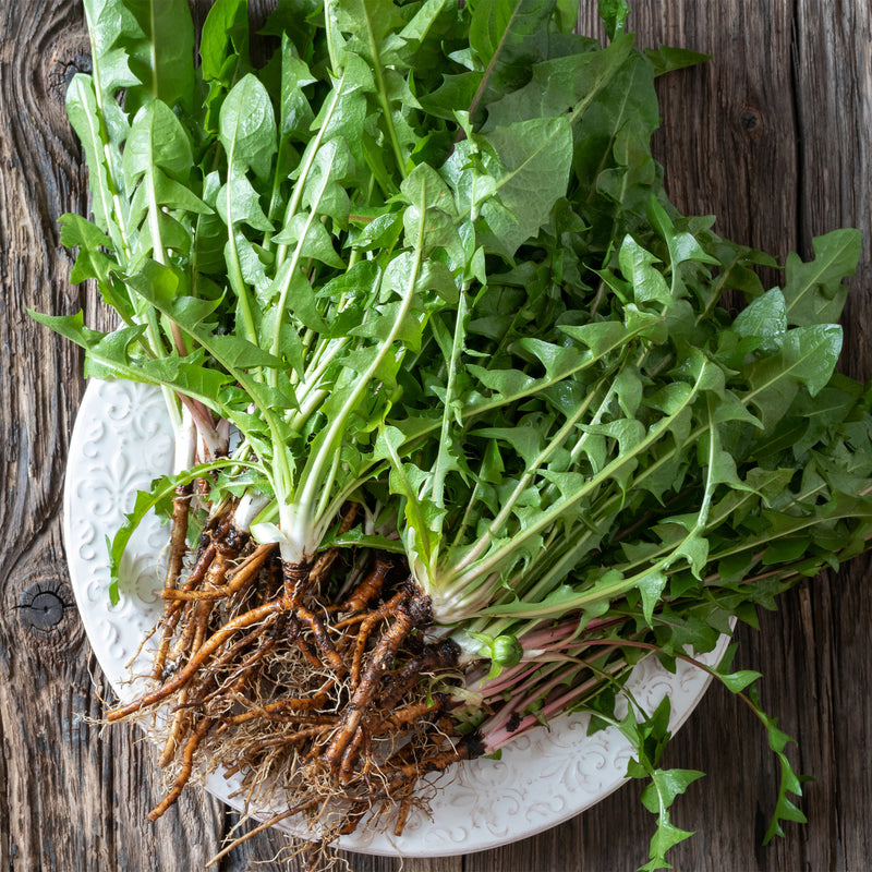 Dandelion root and leaf on plate 