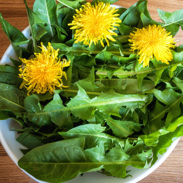 Yellow Dandelion flowers and leaf in bowl 