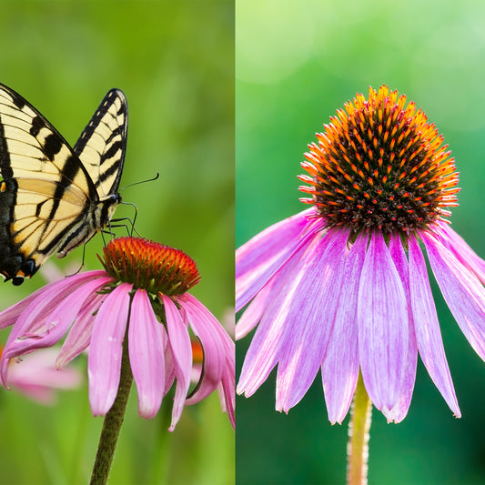 Pink Echinacea angustifolia & pink Echinacea Purpurea 