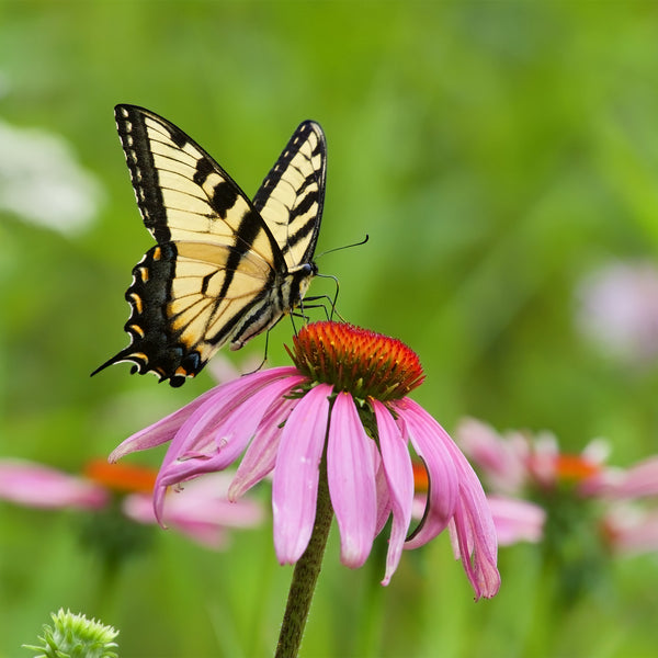 Pink Echinacea flower with yellow butterfly against green background 