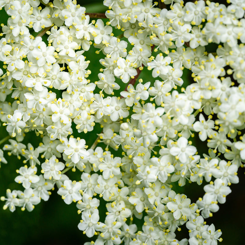 White Elderflower bunch 