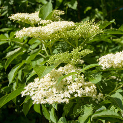 White Elderblossom flowers with green foliage 