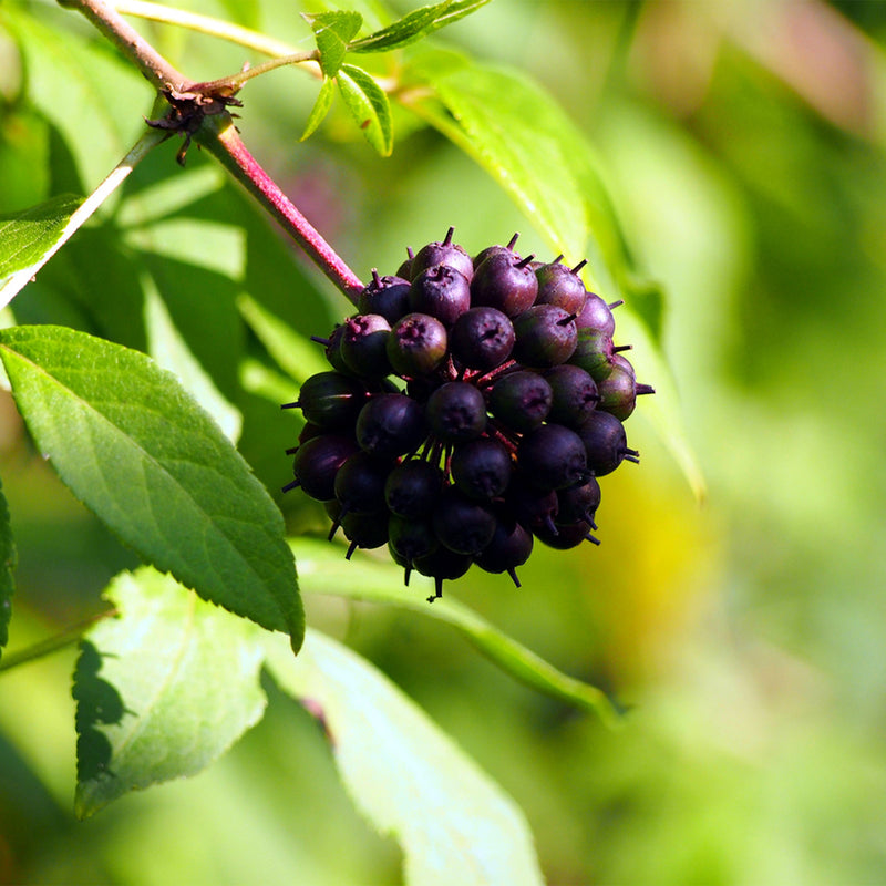 Purple Eleuthero berry bunch 