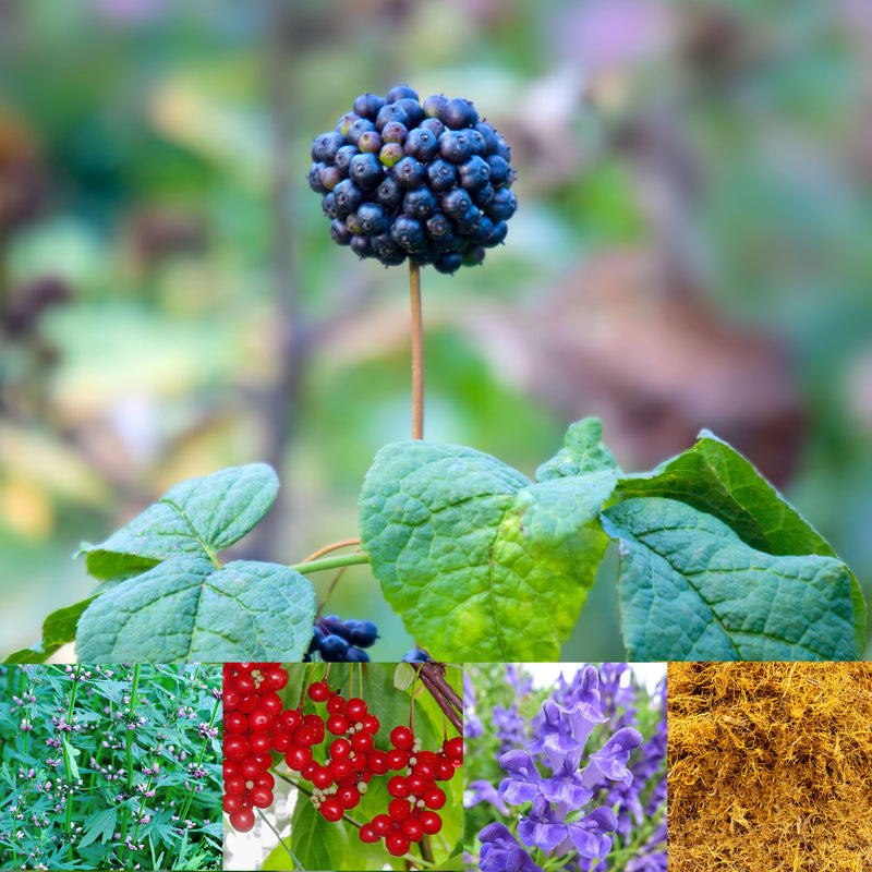 Collage of Eleuthero berries, Motherwort, Red Schisandra berry, Red Sage, and Licorice roots 