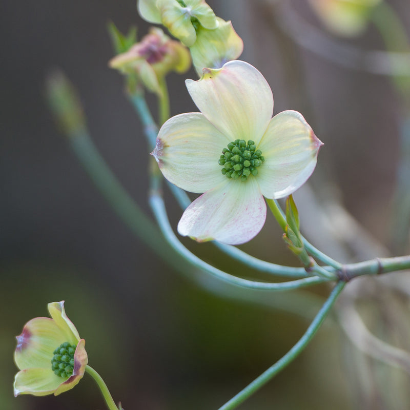 four petaled Flowering Dogwood flower with green middle 
