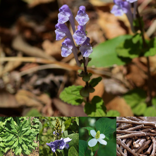 Collage of Baikal flowers, Isatis leaves, Kudzu flower, Houttuynia flower and Licorice roots 