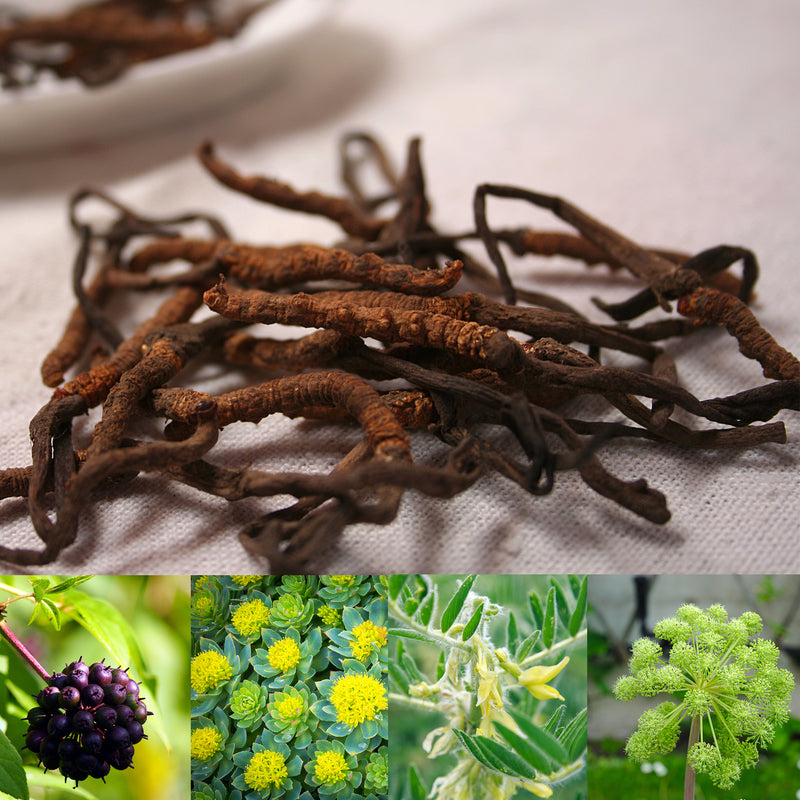 Collage of Cordyceps mycellium, Eleuthero berries, Rhodiola flowers, Astragalus flowers, and Dong Quai flowers 