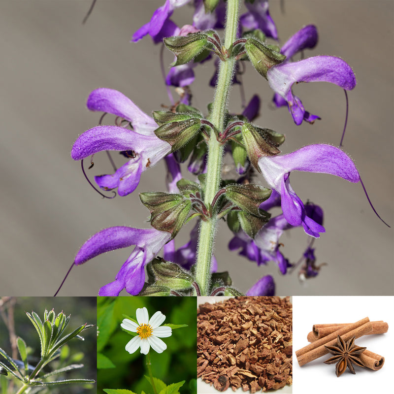 collage of herbs 