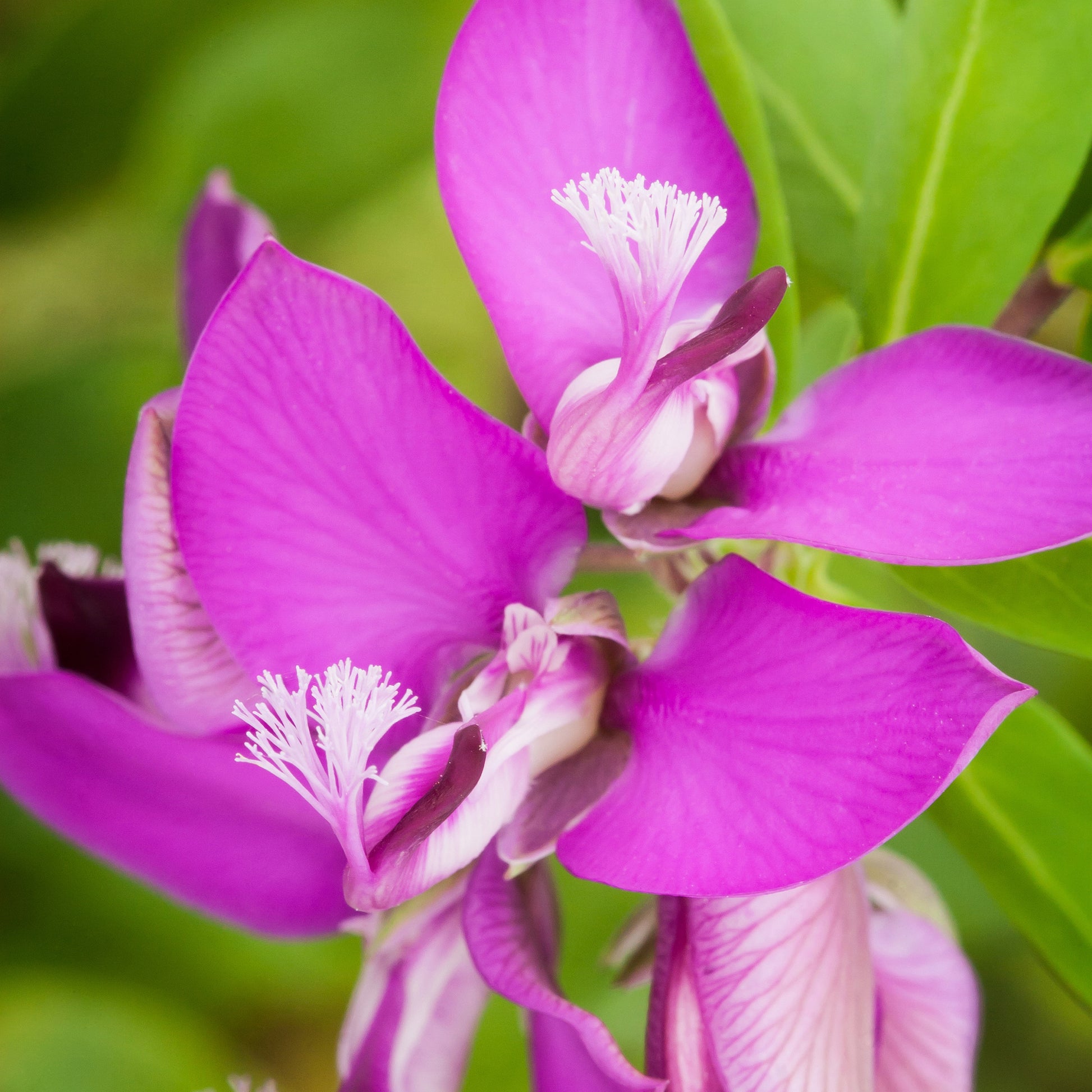 Pink Gaywings flower close up 