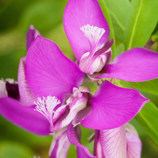 Pink Gaywings flower close up 
