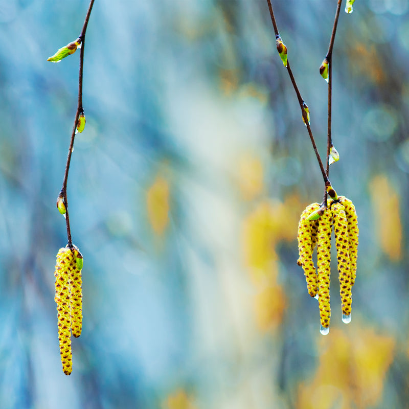 Golden birch long yellow flower hanging on branch 