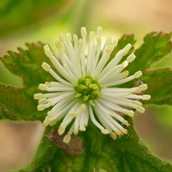 White Goldenseal flower with green middle 