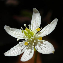 White 6 petaled Goldthread flower with white and yellow middle 
