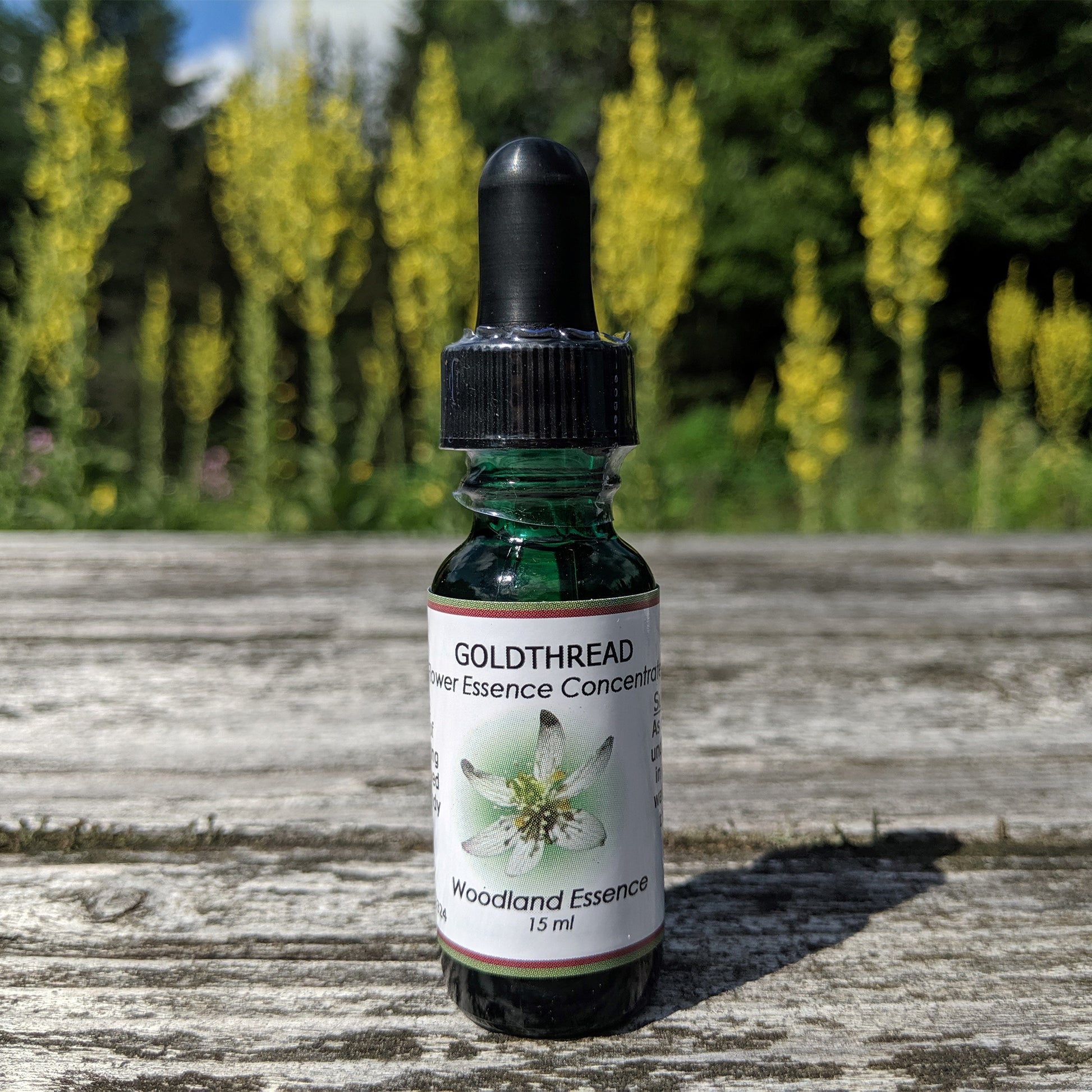 Goldthread Flower essence on picnic table 