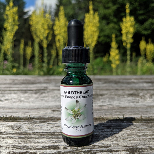 Goldthread Flower essence on picnic table 